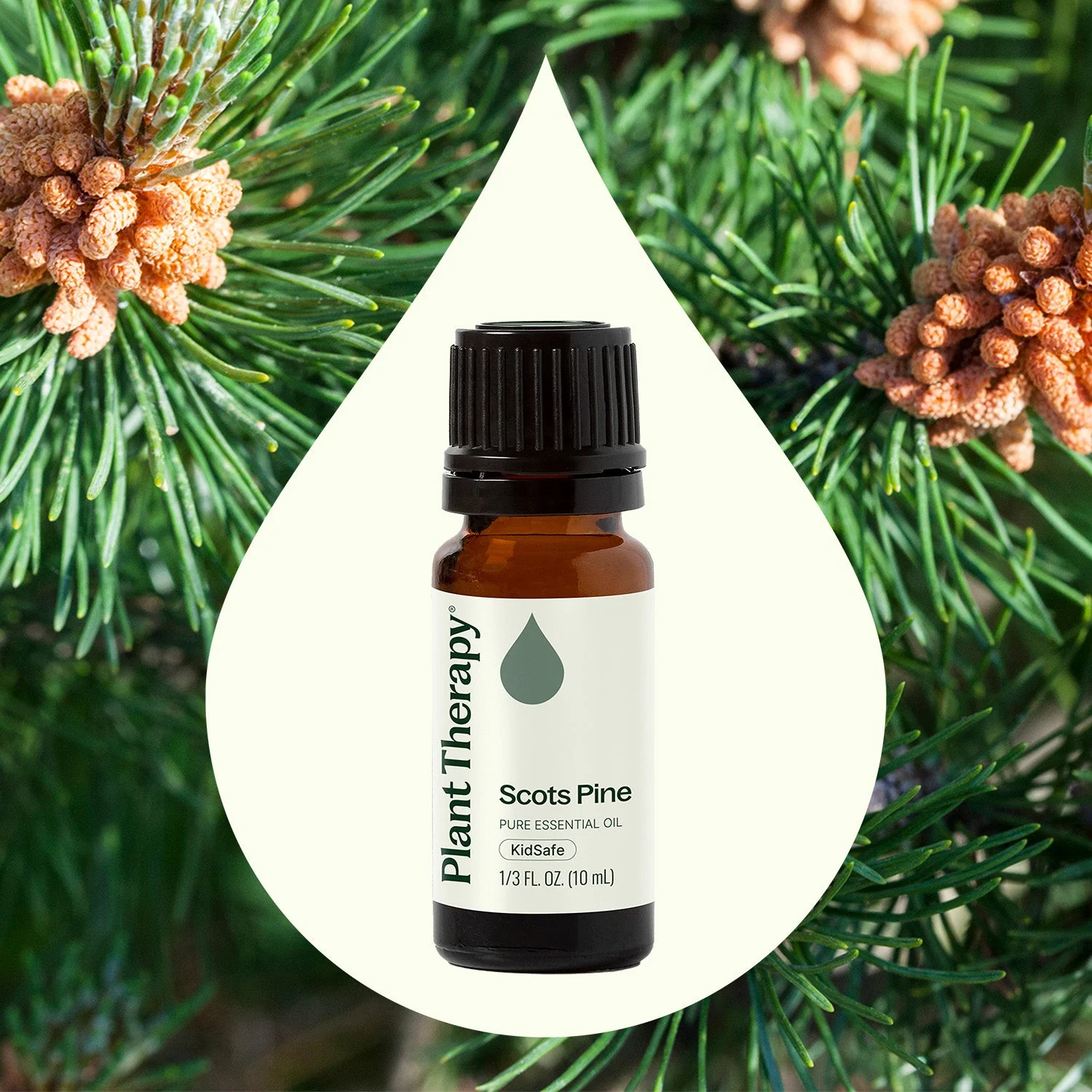 Efficient Scots Pine Essential Oil Expertly Made
